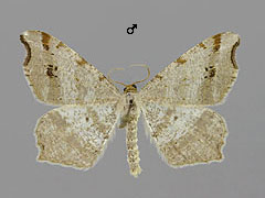 M. alternata