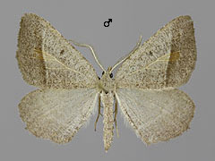 M. artesiaria