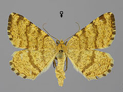 M. brunneata