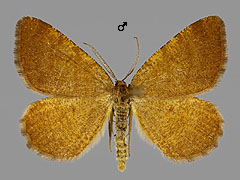 M. brunneata