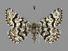 M. carbonaria