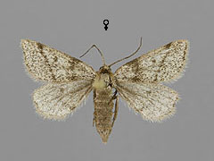 M. fusca