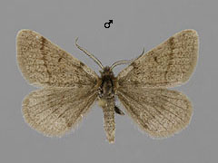 M. fusca