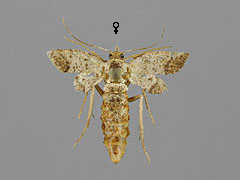 M. loricaria