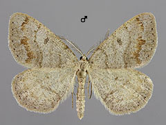 M. loricaria