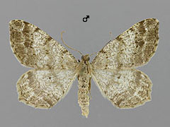 M. signaria