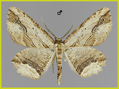 M. abruptaria