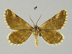 N. fasciolaria