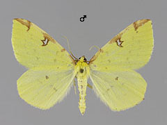 O. luteolata