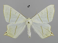 O. sambucaria