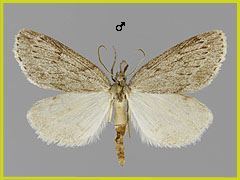 P. hippocastanaria