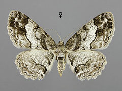 P. consonaria