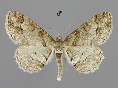 P. consonaria
