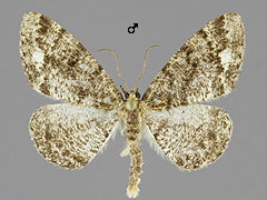 P. similaria