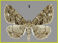P. ilicaria