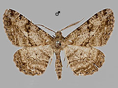 P. rhomboidarius