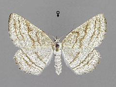 P. strigillaria