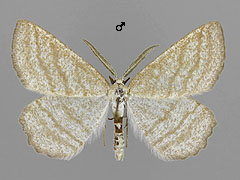 P. strigillaria