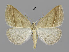 P. chlorosata