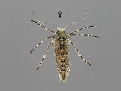 P. pilosaria