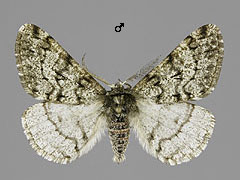 P. pilosaria