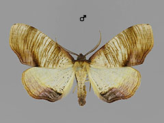 P. dolabraria