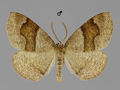 P. pulveraria