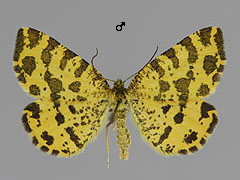 P. macularia