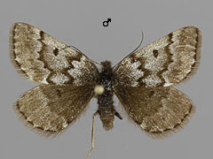P. coracina
