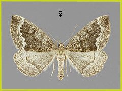 P. capreolaria