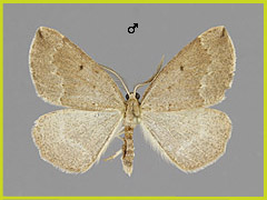 P. capreolaria
