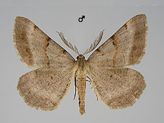S. brunnearium