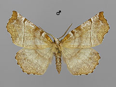 S. dentaria