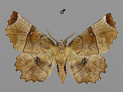 S. lunularia