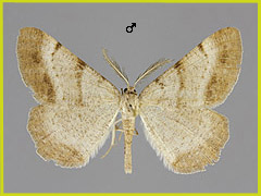 S. plumaria