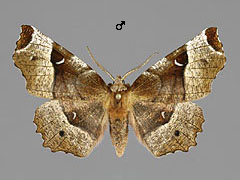 S. tetralunaria