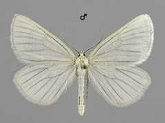 S. lineata