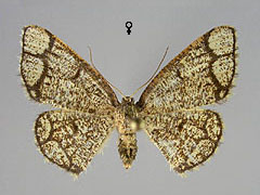 S. cararia