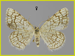 S. dilectaria