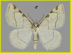 S. trimaculata