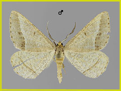 T. arenacearia
