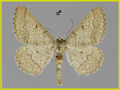 T. murinaria