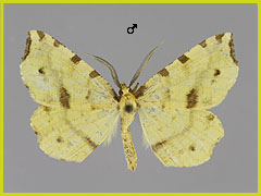 T. flavicaria