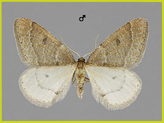 T. primaria