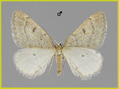 T. rupicapraria