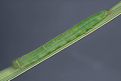 D. bankiana