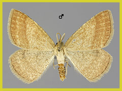 A. ononaria