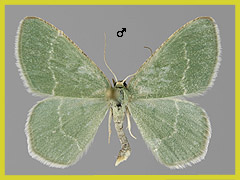 C. cloraria