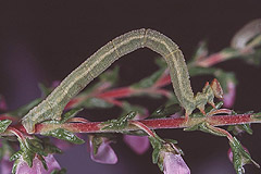 C. viridata