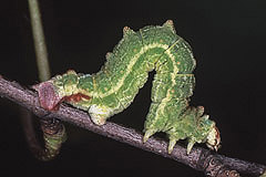 G. papilionaria